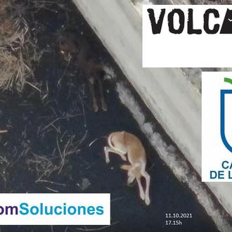 Desde el lunes no se ha vuelto a ver a …