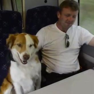 Un perro escapa de casa y logra colarse en el …