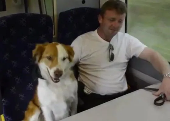 Un perro escapa de casa y logra colarse en el tren ¡en el que viaja su dueño!