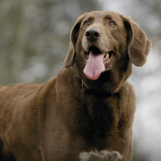 Camden, de perro abandonado a detective canino encargado de localizar …