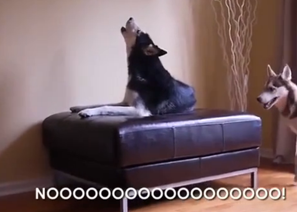 perro parlanchin el corte ingles