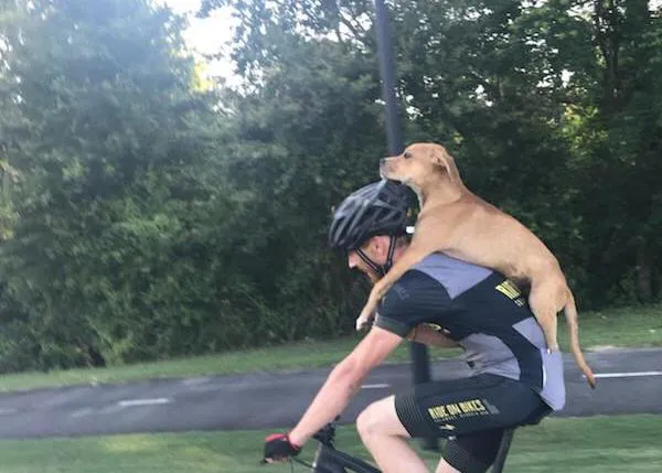 Un mestizo de Gran Danés herido y abandonado ¡rescatado a lomos de un ciclista!