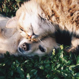 Los perros y los gatos recuerdan eventos pasados: su memoria …