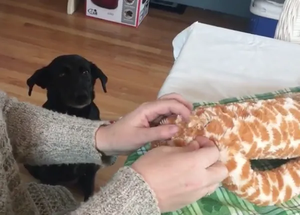 Perros que esperan pacientes a que vuelvan... ¡sus juguetes preferidos!