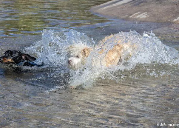Pool parties caninas: muchos perros nadando felices y otros que... no nadan pero sí se mojan