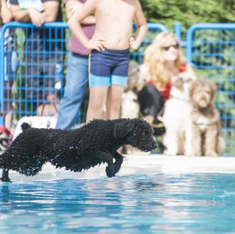 Planes muy GUAU: Tapeo Vegano solidario en Alcalá de Henares …