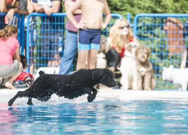Planes muy GUAU: Tapeo Vegano solidario en Alcalá de Henares & ¡Al agua patas 2018! en Daganzo