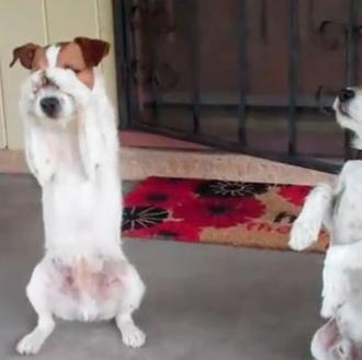 Uggie y Dash, dos hermanos muy listos