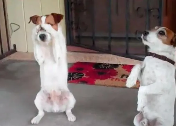 Uggie y Dash, dos hermanos muy listos