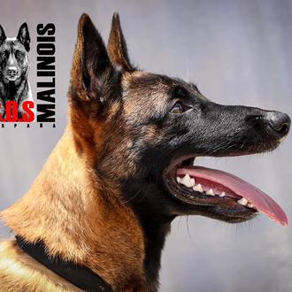 SOS Malinois, la prote que lucha por dar una buena …