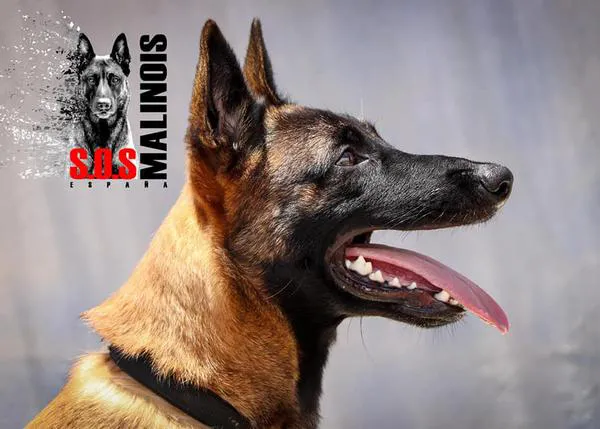 SOS Malinois, la prote que lucha por dar una buena vida a perros que -a su pesar- se convirtieron en una moda