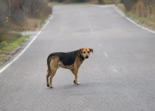 En 2025, los perros fueron el tercer animal más implicado en accidentes de tráfico con animales en España, tras jabalíes y corzos