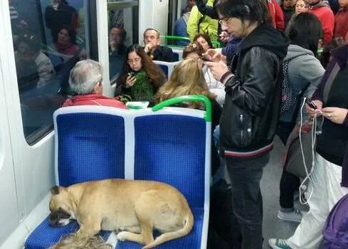 Un can vagabundo con mucha suerte: el perro del metro de Valparaiso