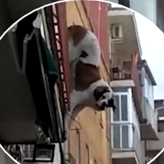 Un rescate perruno de infarto en Vallecas: los vecinos logran …