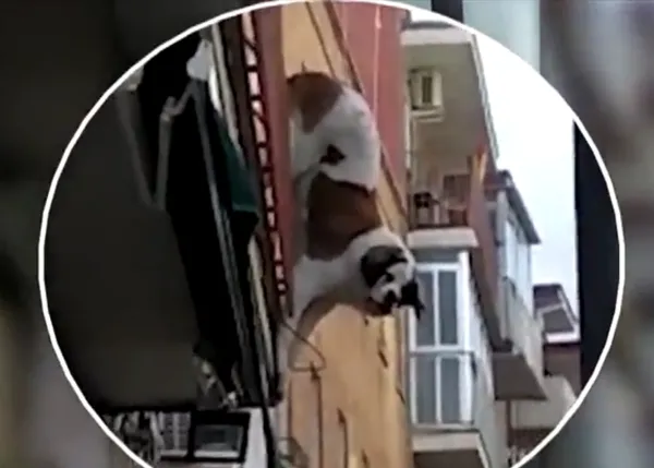 Un rescate perruno de infarto en Vallecas: los vecinos logran rescatar a un San Bernardo que quedó colgando de un balcón