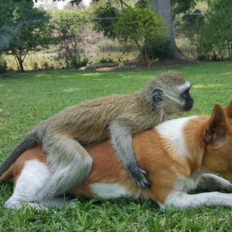El fabuloso santuario donde rescatan y cuidan de perros, monos …