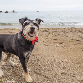 10 planes perrunamente felices para un verano muy GUAU en …