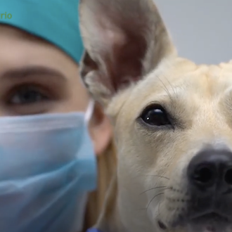 Día Mundial de la Veterinaria, dedicado en 2021 a la …