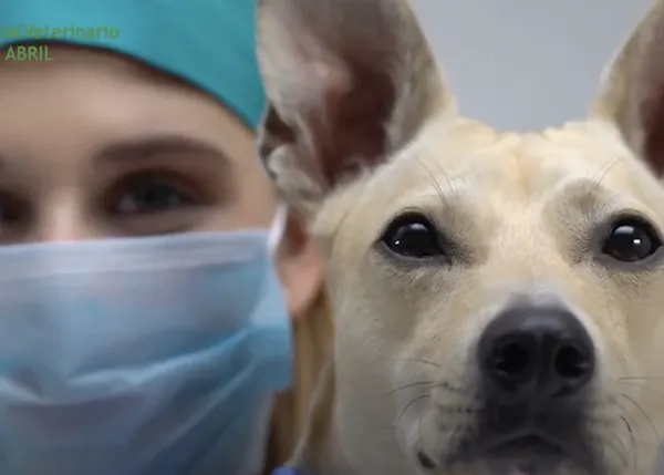 Día Mundial de la Veterinaria, dedicado en 2021 a la 'Respuesta de los veterinarios a la crisis de la Covid-19'