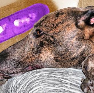 Tras conocerse un posible caso de un perro afectado por …