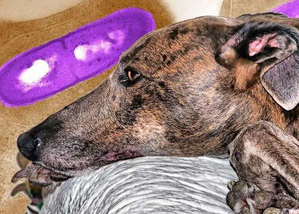 Tras conocerse un posible caso de un perro afectado por la listeria, los veterinarios reiteran sus advertencias