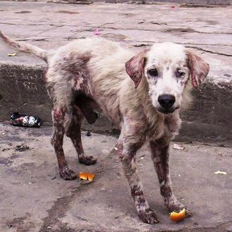 ¿Crees que tu perro puede tener sarna? Claves para reconocer …