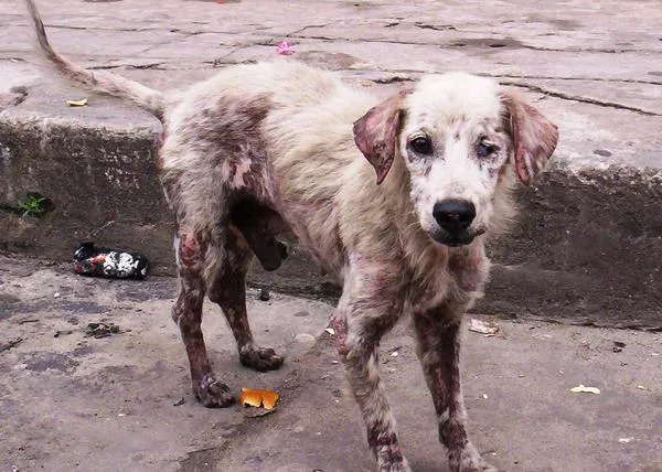 ¿Crees que tu perro puede tener sarna? Claves para reconocer y tratar la enfermedad