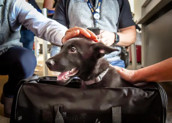 Un cachorrote que fue abandonado en el aeropuerto, adoptado por un piloto