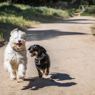 Pistas básicas para sacar buenas fotos de perros a la …