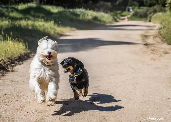 Pistas básicas para sacar buenas fotos de perros a la carrera