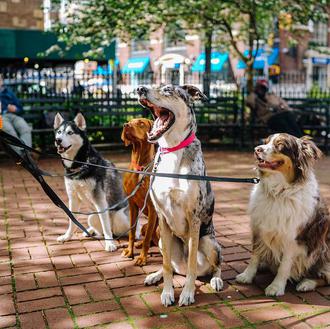 Alimentos gratuitos para perros y gatos en Nueva York: nueva …