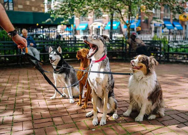 Alimentos gratuitos para perros y gatos en Nueva York: nueva medida impulsada por Mamdani con un presupuesto de $500.000