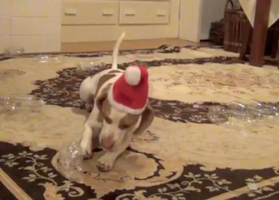 Botellas y más botellas de plástico para hacer feliz a un SrPerro en Navidad