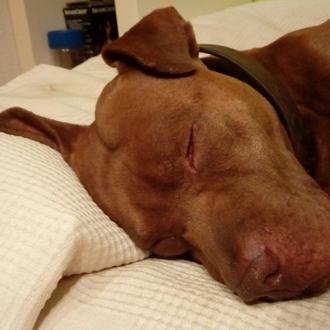 Pitbull en paro busca dueño y compañero de vida