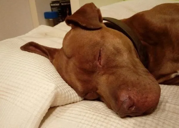 Pitbull en paro busca dueño y compañero de vida