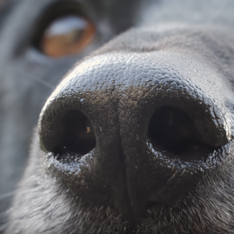 Cómo un perro de rescate huele el mundo y sigue …
