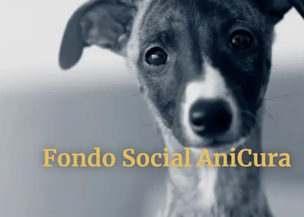 Un fondo social para ayudar a cubrir los gastos veterinarios de dueños de perros o gatos en situación de vulnerabilidad