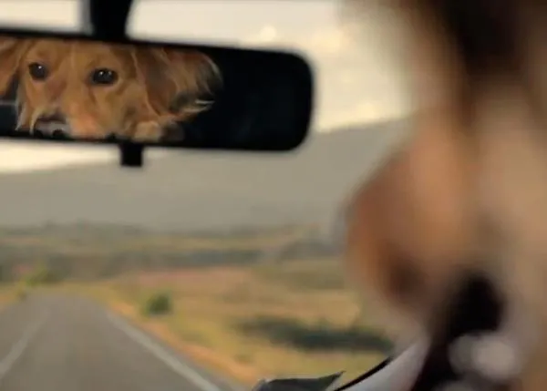 Él nunca lo haría pero... ¿Y si lo hiciera? Genial campaña contra el abandono