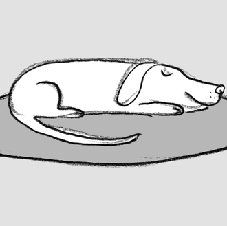 Cómo ser perro: 18 lecciones imprescindibles para ejercer el arte …
