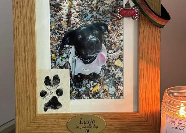 El grave peligro para los perros de las bolsas de plástico con comida: Lexie ha muerto y su familia quiere evitar más accidentes