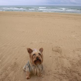 Sí a los perros educados en la playa: Jara en …
