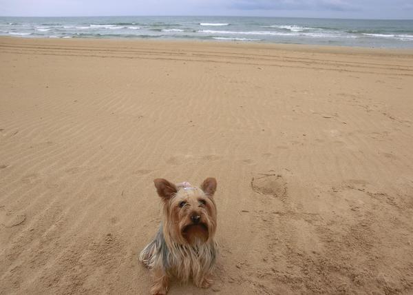 Experto nuestra módulo Sí a los perros educados en la playa: Jara en la Playa de Oliva