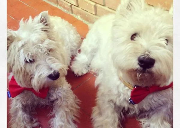 Mol y Nica, dos elegantes Westies con sus pajaritas perrunas