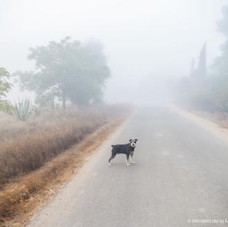Cuidados del perro en otoño: muda del pelo y bajadas …