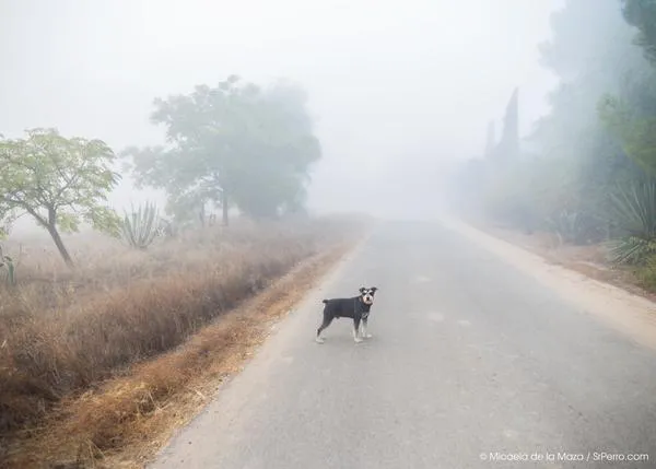 Cuidados del perro en otoño: muda del pelo y bajadas de defensas