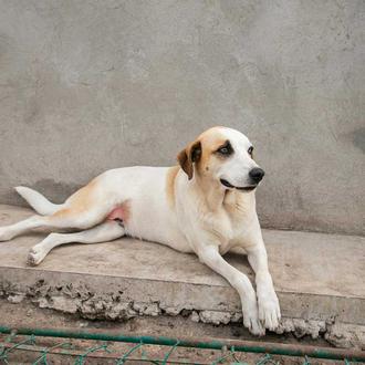 En EEUU disminuyen las adopciones de perros y crece el …