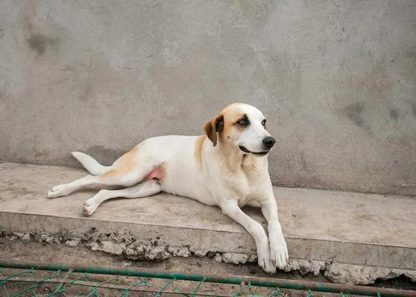 En EEUU disminuyen las adopciones de perros y crece el número de personas que reciben animales de amigos o familiares