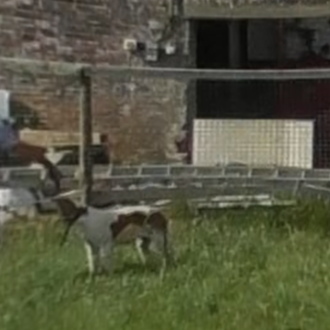 Brutales imágenes muestran cómo matan, de un disparo en la …