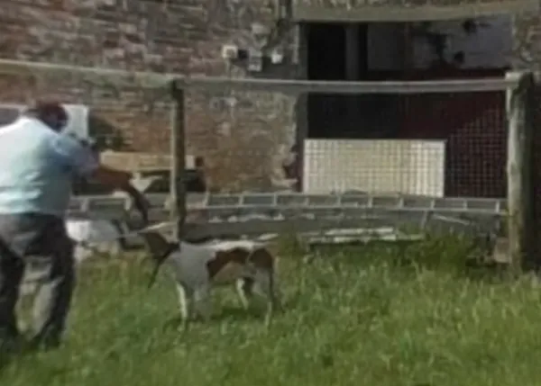 Brutales imágenes muestran cómo matan, de un disparo en la cabeza, a perros de caza en el Reino Unido