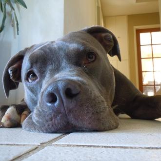 Quebec rechaza prohibir a todos los Pit Bulls alegando que …
